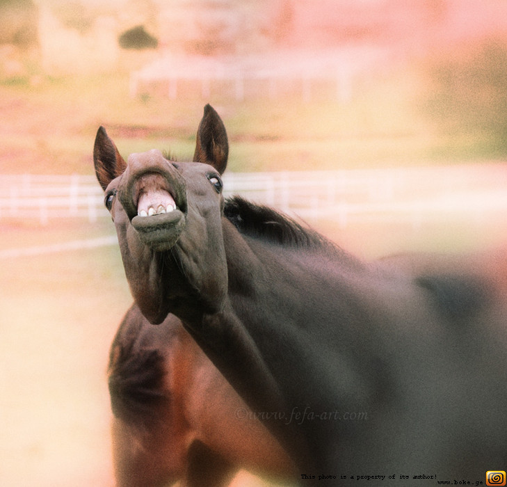 Коньяк жрешь как лошадь каждый. Конь это который кошки едят. Лошадь ест банан.
